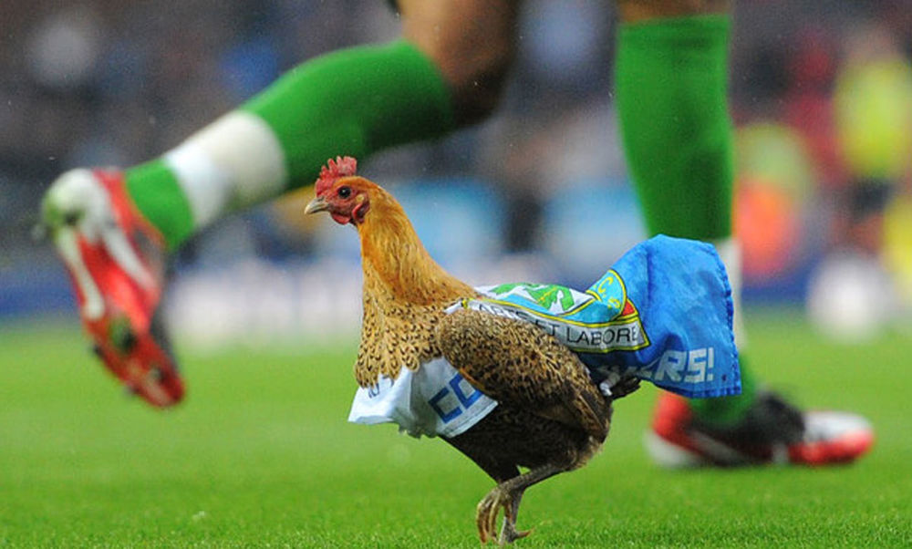 A ridiculous moment in football. A rooster on the football pitch